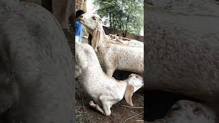 Goat feeling #goat #goatfarmingbusinesspakistan #youtubeshort