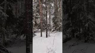 ВЕРНУЛИСЬ К ЕЛКАМ ПОСМОТРЕТЬ НА НИХ ЗИМОЙ 🌲❄  #домулеса #домвдеревне #лес #shortsvideo  #shorts