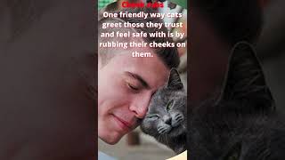 How Do Cats Show Affection to Their Humans #shorts #cat #funny #cute #kitten #funnycats #love #pets