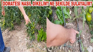 DOMATESTE DİKİM ARALIĞI VE SULAMA NASIL YAPILMALI? (91)