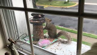 Desperate squirrel at my bird feeder upstairs! 🤭🤭