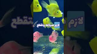 الصياد الفقير والرجل الغني(من رآني فلا يظلم أحد) #حكايات #قصص