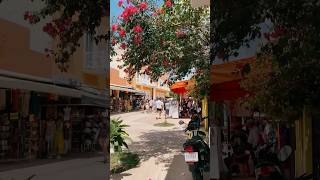 Morning walks in Cozumel #cozumel #cozumelmexico #méxico #mexico #mexicotravel #cancun #pdc