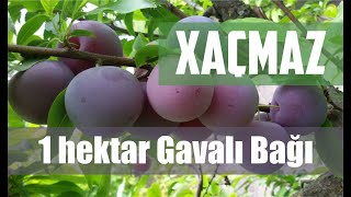 Gavalı Bağı SATILIR! 1hektar. Xaçmaz rayonu. 45000 manat. Əlaqə 050 970 99 96