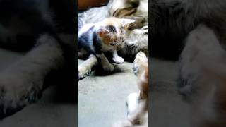 cat Kids Feeding #cat #kids #feeding #catvideos #cats #feedshorts #shortsfeed #shorts #trend #viral