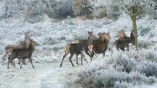 Deer On A Cold Autumn Morning