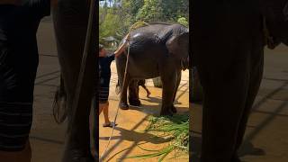 Washing an Elephant in Phuket Thailand! Pt1 #shorts #elephant #ytshorts #phuket #thailand