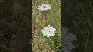 La Carotte Sauvage : Plante Médicinale et Comestible - Wild Carrot: Medicinal and Edible Plant