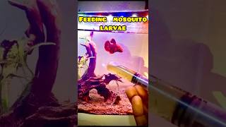 Mosquito larvae to betta #fishtank #dailyvlog #aquarium #hubli #aquariumfish #dailyshorts #fishing