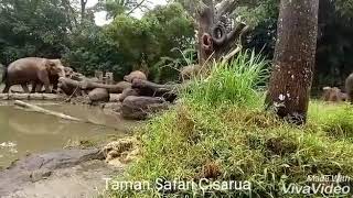 Gajah Di Taman Safari Cisarua Bogor