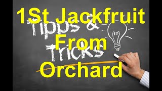 Vietnam Travel Tip - First Jackfruit From Our Orchard