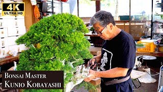 Special interview bonsai master Kunio Kobayashi【春花園】〜Japan OTAKU News〜