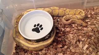 Help for when you have fussy eaters in your ball python collection