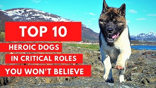 Top 10 Heroic Dogs in Critical Roles You Won't Believe | A Tribute to Canine Heroes | Super Pet Hub