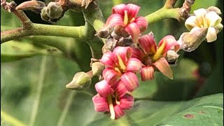 Flor do cajueiro