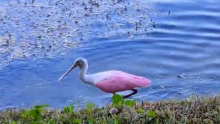 Rare Pink Wing Pelican Sighting On My Lake In Coconut Creek, FL. - July 17th, 2024