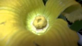 Hand pollinating a pumpkin flower