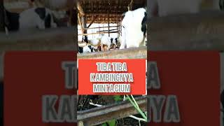 Kaambing | ngasih makan kambing#short