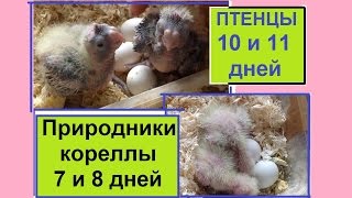 Смешные Рича и Гарик бегут чесаться! Птенцам 1и2дн/7и8дн/10и11дней. РАЗВЕДЕНИЕ КОРЕЛЛЫ 2-й сезон