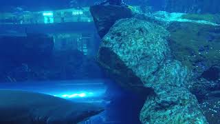 Shark diving in the Dubai Aquarium - Jean Paul Video 6