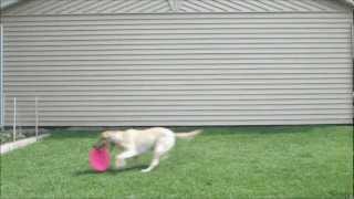 BELLA - Our Non-Stop Frisbee Catching Dog (Music by: Ron Snyder)