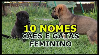 Dica pet : 10 MELHORES NOMES PARA CÃES / GATAS FÊMEAS