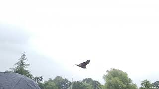 Warwick Caslte Falconry Display   7