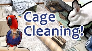 Rabbit and Parrot CAGE CLEANING TIMELAPSE