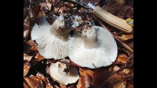 Hygrophorus marzuolus