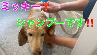 ペット2.【ミッキー❣️シャンプーです‼️】