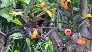 Rare Gray-cowled Wood-Rail antes - Gray-necked Wood-Rail bird feeding in Costa Rica