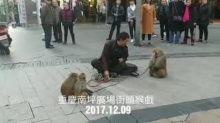 #Monkey #show