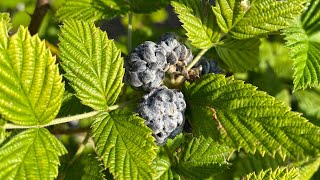 Growing Mysore Raspberries the Easy Way in South Florida