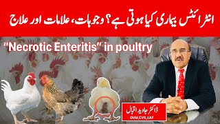 What Is Necrotic Enteritis Disease In Chicken Explained By Dr Javed Iqbal