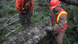 Don Choking Logs