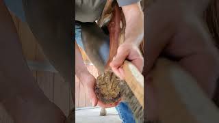 removing an old horseshoe.     #oddlysatisfying #satisfying #asmr #horse #farrier #horseshoeing