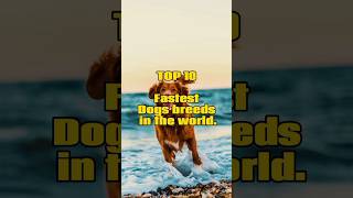 Top 10 Fastest Dogs breeds in the world. #viral #trending