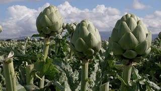 Growing and Eating Artichokes - America's Heartland