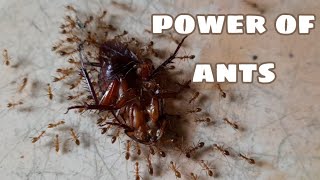 ants go marching | ants colony