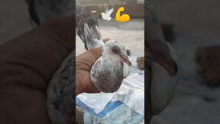 Madrasi patta #kabutar #pigeon #pigeons #g #birds #pigeonpose #h #kabutarbazi #highflyerpigeons