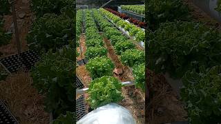 How to grow hydroponic lettuce #health #farming #hydroponics #lettuce #the lettuce boys