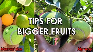 My Secret Guaranteed for How to Grow Supper Big Fruits | Girdling to Grow Bigger Fruits (培育超大水果的秘密)