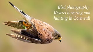 Capturing STUNNING Kestrel Moments in Cornwall!