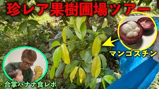 珍しい果樹が植えられているナツⅡさん園地ツアーと劇レアバナナ食レポ