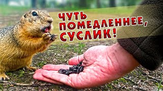 заМЕДЛЕННЫЙ суслик. 240fps/slow mo gopher