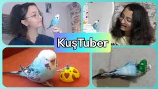 Muhabbet Kuşumun Özellikleri /tiki var, futbol, saklambaç oynuyor 😱🐦