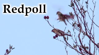 Redpoll with Silvereye Early Winter #4k #birds #redpoll #newzealand