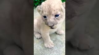 Tigers Attitude|WhatsApp status video|#tiger#lion#shorts