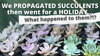 We PROPAGATED Succulents then TRAVELLED for TWO WEEKS! What happened to them?!?