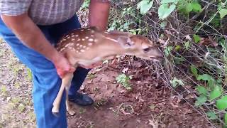 Saving Bambi